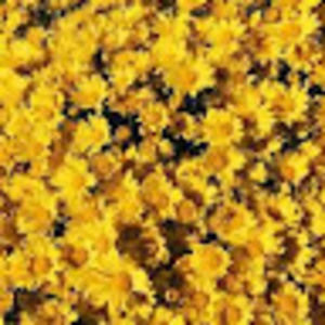 Meet your Posher, Evie